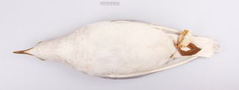 Media type: image;   Ornithology 328073